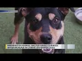 Farmington animal shelter makes changes after increase in canine distemper cases