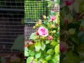 Download Lagu The Dunham Massey Rose in the Dunham Massey Rose Garden ✨🌹✨ #nature #roses #garden #subscribe
