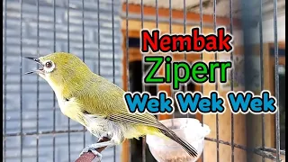 masteran pleci fishing rod ziperr wek wek