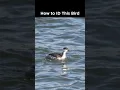 Lagu Can you identify this grebe?