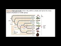 Clades and derived traits