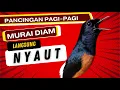 Download Lagu PANCINGAN PAGI-PAGI AGAR MURAI GACOR❗❗ MURAI DIAM PASTI NYAUT EMOSI❗❗