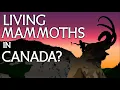 Mammoth Legends from Canada
