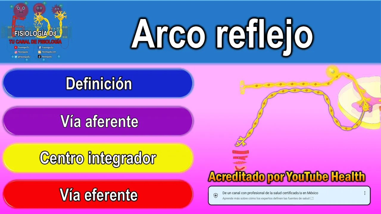 Arco reflejo | Arco reflejo sistema nervioso | Arco reflejo fisiología