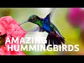 Download Lagu David Attenborough | The Secret Life of Hummingbirds