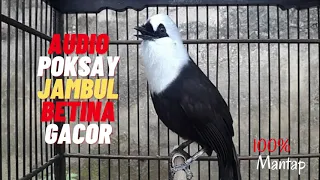 99 persen ampuh nyaut poksay betina gacor memanggil lawan