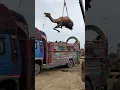 Download Lagu Camel loading in truck #yt #camel #lighttruck #shortvideo #camelloading #animals
