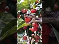 Download Lagu A big Russel viper snake is trying to eat lobi fruit #snakevideo #russelviper