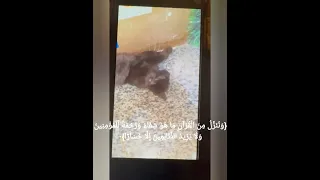 القط الأسود الممسوس يكشف خادم السحر أمام الكاميرا قط أسود خادم سحر كشف السحر SpiritMagic Dar 