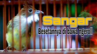 keren kalau besetannya di bawakan ngerol nyepeed cucak jenggot