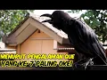 Download Lagu 7 KELEBIHAN MEMELIHARA BURUNG GAGAK HITAM