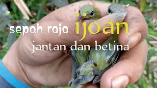 sepah raja ijoan jantan dan betina versi pemikat