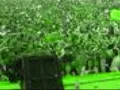 CHEB YaZiD - SabRi SabRi