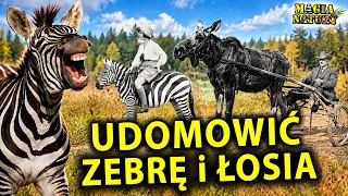 Próbowano - Dlaczego Nie Udomowiono Zebry i Łosia?