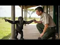 Download Lagu Baby-Gorilla weint und fleht Ranger an, ihm zu folgen – was dann geschah war unvorstellbar!