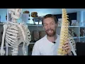 Intervertebral disc anatomy
