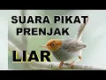 Download Lagu Suara pikat prenjak liar, prenjak kepala merah gacor dan ciblek gacor yang liar akan cepat datang