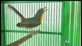 tledekan gunung betina pancingan ampuh bangkitkan birahi tledekan jantan