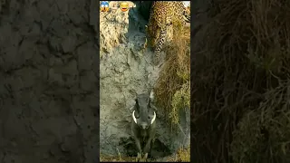 هذا الخنزير يستحق جائزة رمز البطولة        دندنها