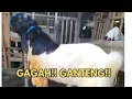 HARGA KAMBING JUMBO PREMIUM!! PERANAKAN ETAWA HARGA TERJANGKAU  