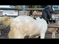 Lagu 900 ribu !! Babon Hamil Harga Murah Meriah !! Pasar Kambing Tuban 