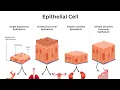 Types of Epithelial tissue Histology part 3