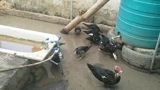 update on rabbits and ducks