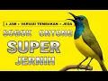 Download Lagu MASTERAN SOGOK ONTONG GACOR JERNIH || SOGON GACOR FULL ISIAN || MASTERAN SOGON JERNIH