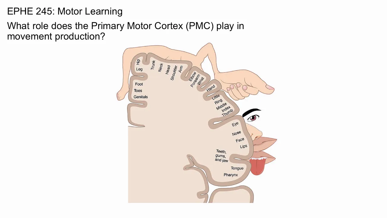 Primary Motor Cortex