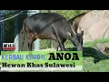 Download Lagu Kerbau Kerdil Anoa _ Hewan Khas Sulawesi Yang Hampir Punah (Whir Latandrank)