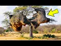 Download Lagu Hikers Stumble Upon a Massive ‘Nest’, Then They Hear, “Help Me”!