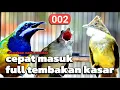 Download Lagu MASTERAN FULL TEMBAKAN KASAR CEPAT MASUK || cucak jenggot kapas tembak cucak cungkok #002