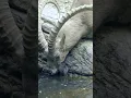 Download Lagu Ibex goats playing in the mountains 🐐 #PlanetEarth3
