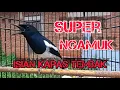 Download Lagu MEWAH !!! Kacer isian Kapas Tembak Cocok untuk pancingan Kacer kurang emosi Gacor
