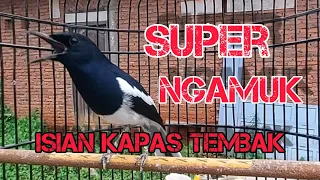 mewah kacer isian kapas tembak cocok untuk pancingan kacer kurang emosi gacor