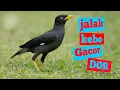 Download Lagu Pancingan jalak kebo biar cepat gacor pas buar jalak kebo yang pendiam