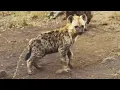 Download Lagu Wilde hyenawelpen! | De Leeuwenfluisteraar