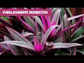 Purple maguey basic home care A fantastic variegated indoor plant