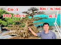 Download Lagu Mới về vườn 2 tỷ tiền cây anh tiếp chốt giá 700 triệu tác phẩm trực huyền khả năng cao mất cây