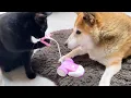 Download Lagu 柴犬とお姉ちゃん猫のために頑張る黒猫くんだけど…