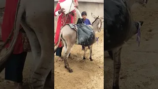 امرأة تملأ حوض ا من الماء على ظهر حمار 