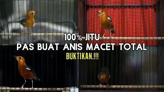 Download PANCINGAN ANIS MERAH 100%JITU BUAT MEMANCING ANIS MERAH MACET AGAR CEPAT GACOR MP3