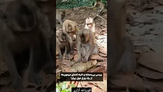 این میمونها هم دکتربازیشون گرفته Viral 