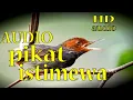 Lagu audio pikat prenjak tamu anti boncos //suara pikat jernih kualitas HD