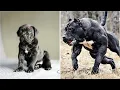 Download Lagu Protection Dogs Are Badass | Animal Transformation Video