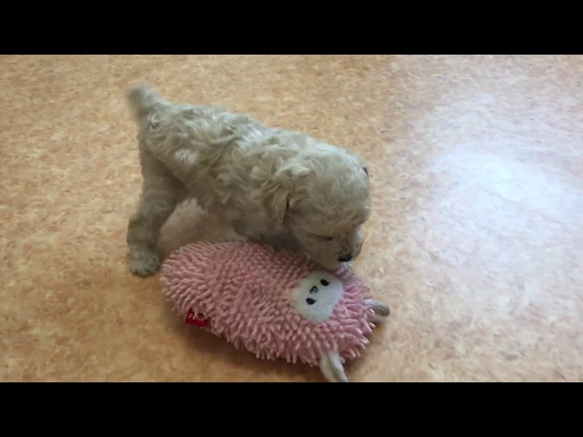動画
