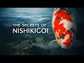 Lagu Secrets of Nishikigoi – Deel 1 | Een TheKoiPage Documentaire