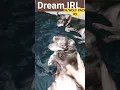 Download Lagu DREAM AND WOLFPACK IRL