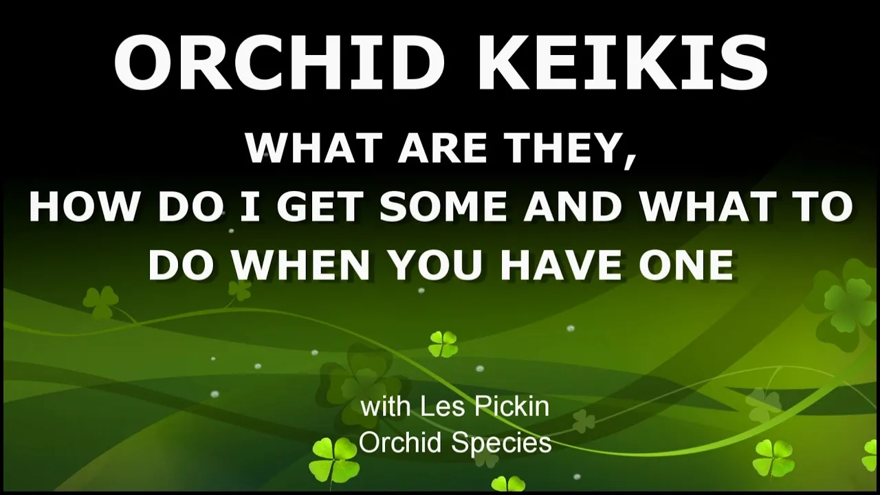 ORCHID KEIKIS WHAT ARE THEY, HOW TO GET ONE AND WHAT TO DO WITH IT