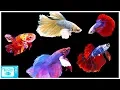 Betta Fish Care Guide Everything You Need to Know